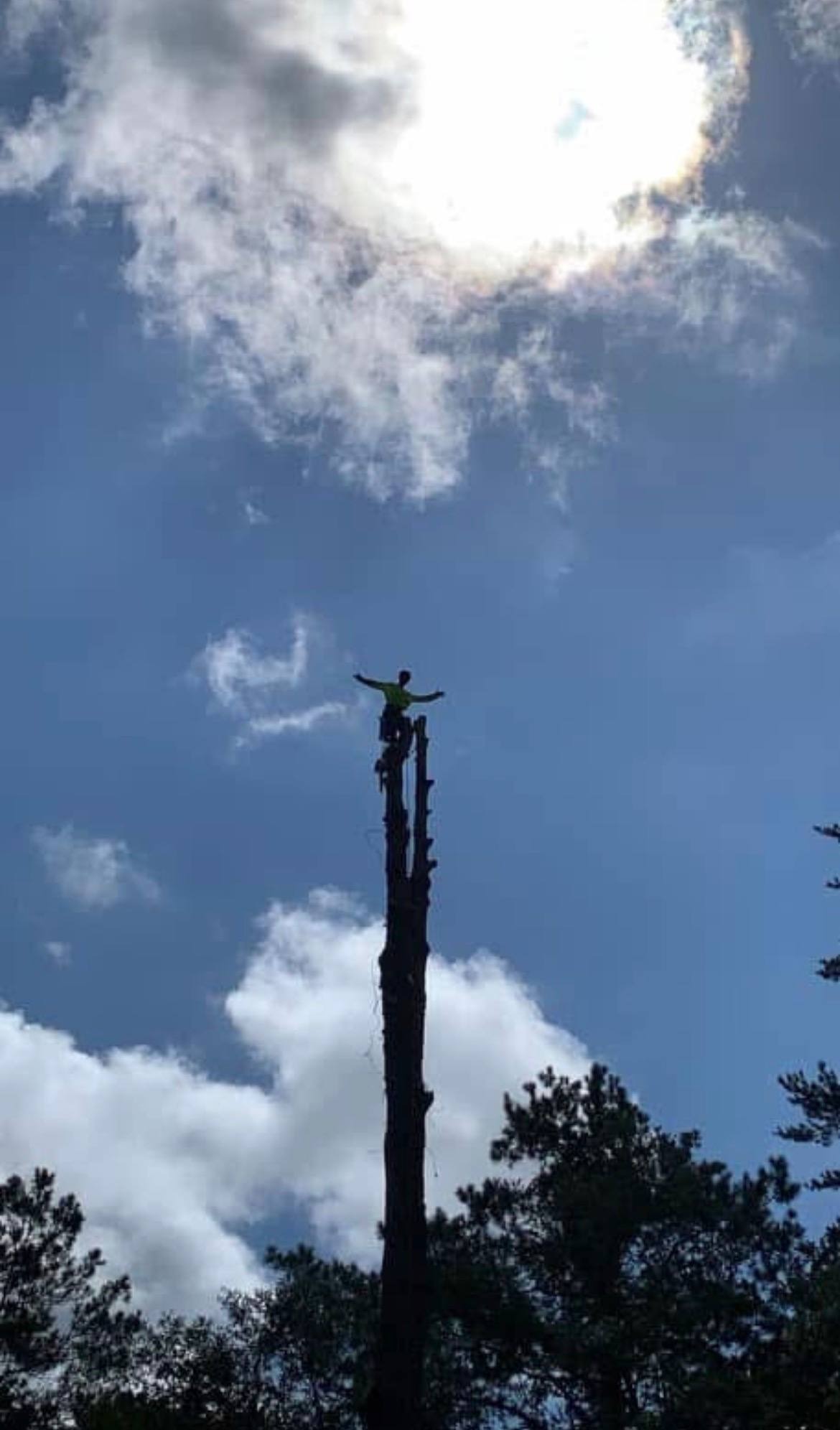 Tree climber silhouette against Tallahassee tree canopy