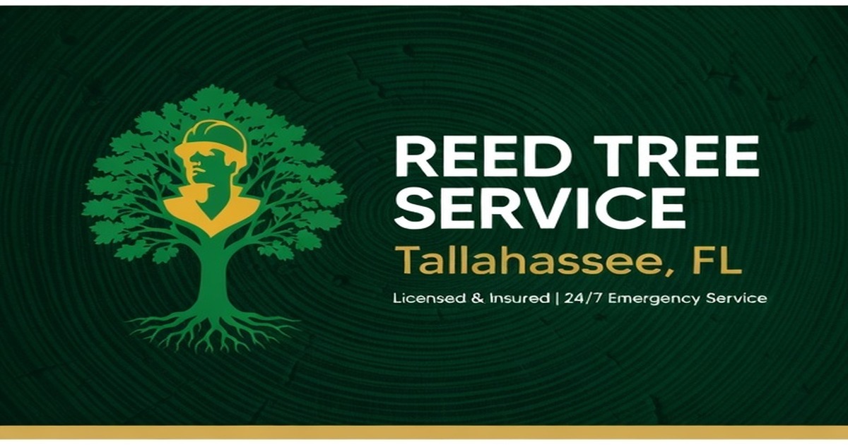 Summer Tree Stress in Tallahassee: How to Protect Your Trees from Heat ...