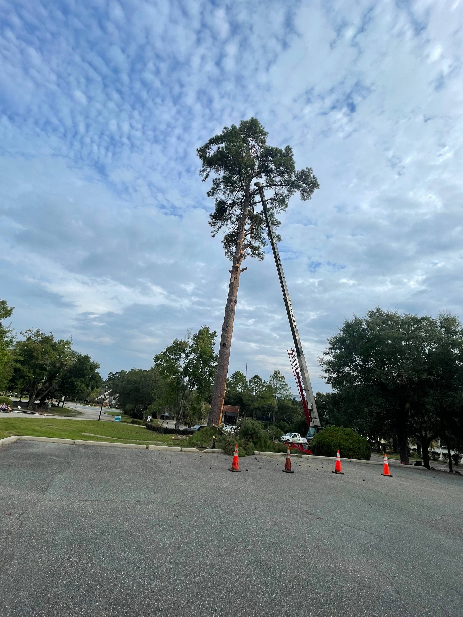 Crane removing large tree in residential neighborhood in Tallahassee FL