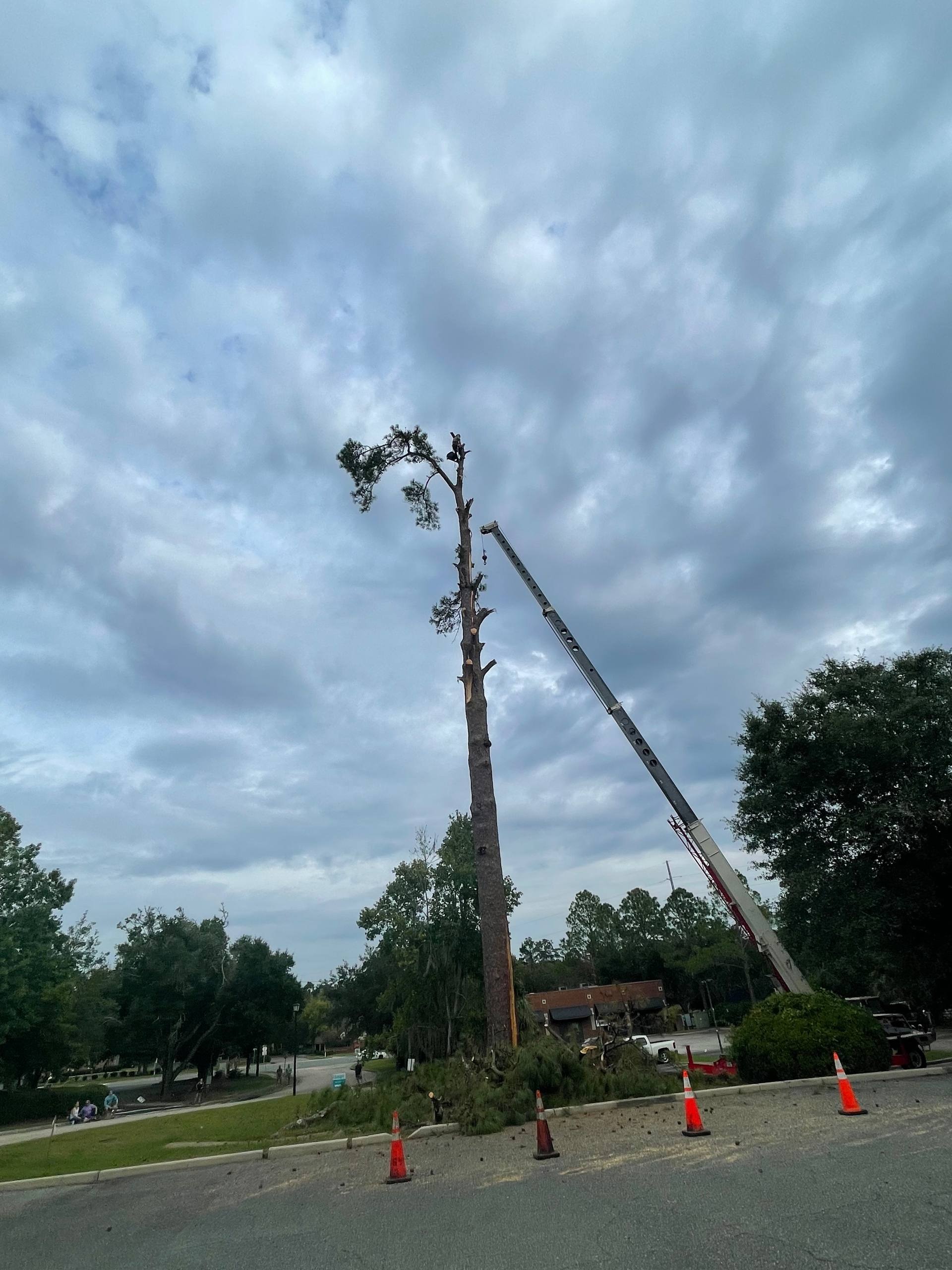 Crane boom beside a tall bare pine trunk with a climber near the top and orange cones on the pavement below