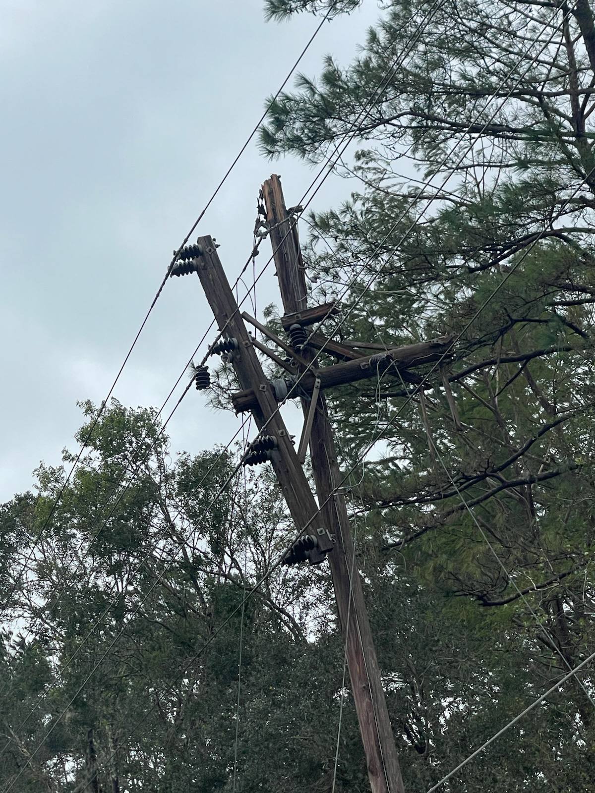 Trees being cleared near power lines by Reed Tree Service in Tallahassee FL