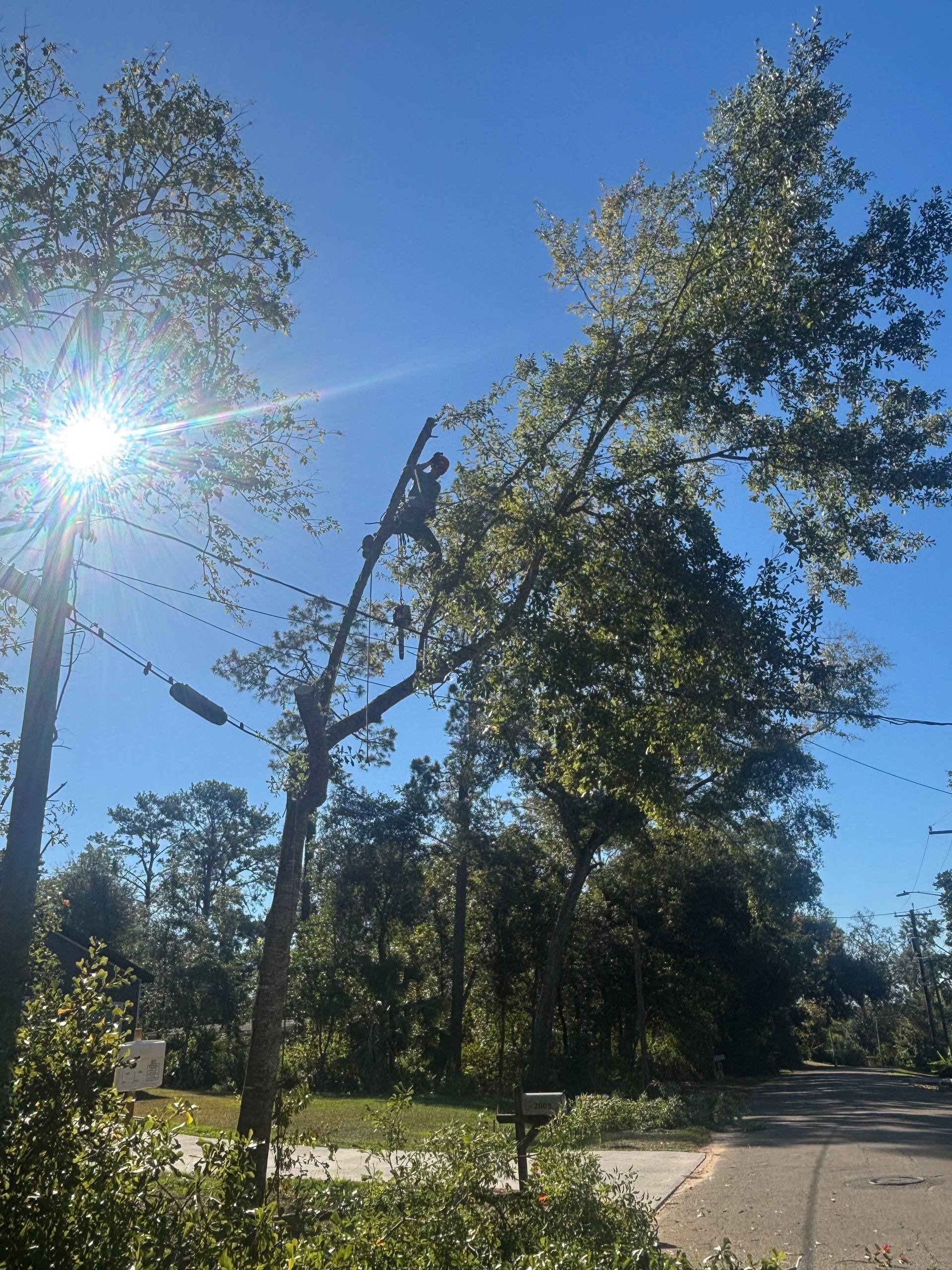 Reed Tree Service arborist inspecting and pruning tree branches in North Florida