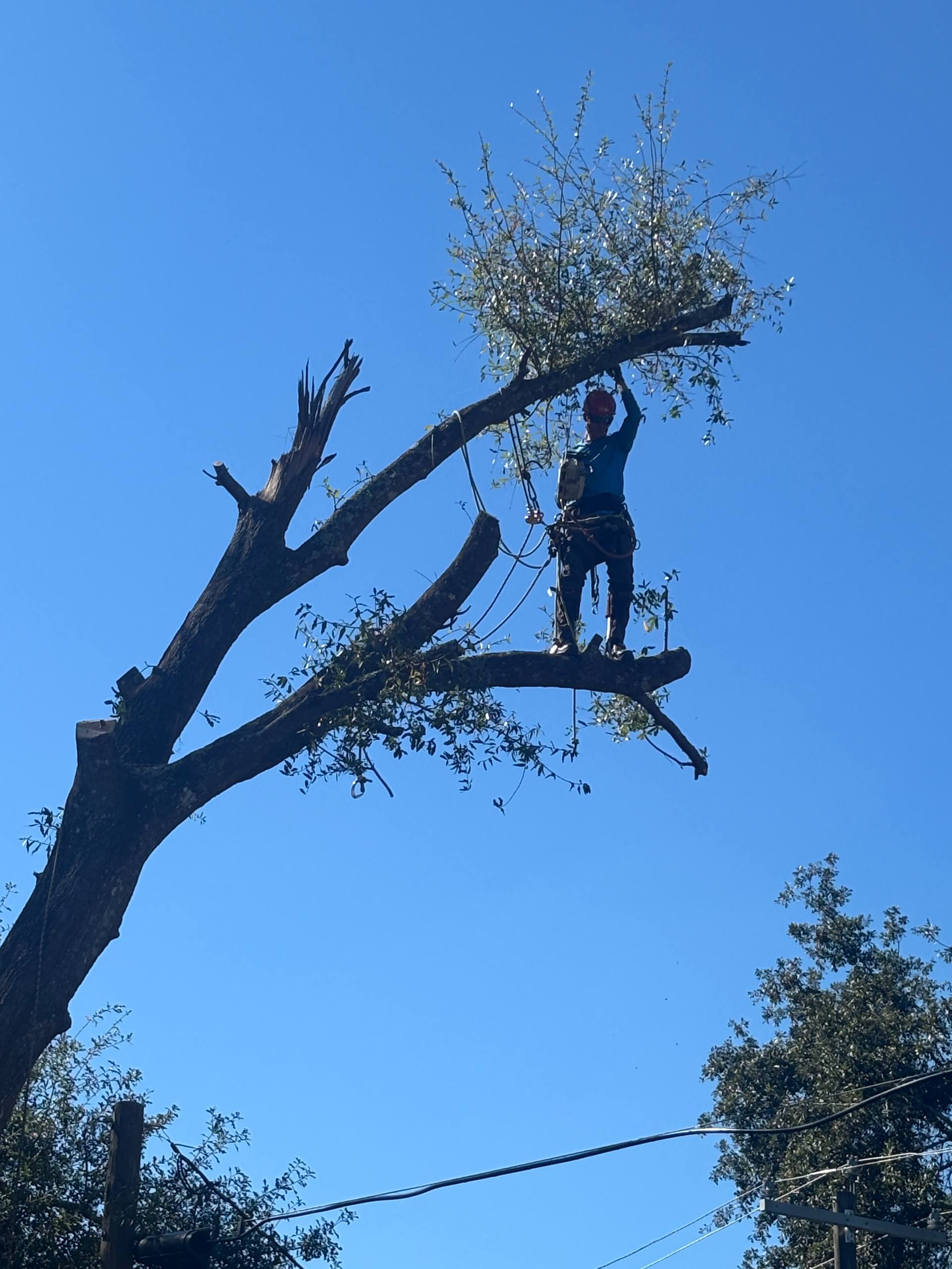 Reed Tree Service arborist pruning large tree branch in Tallahassee FL