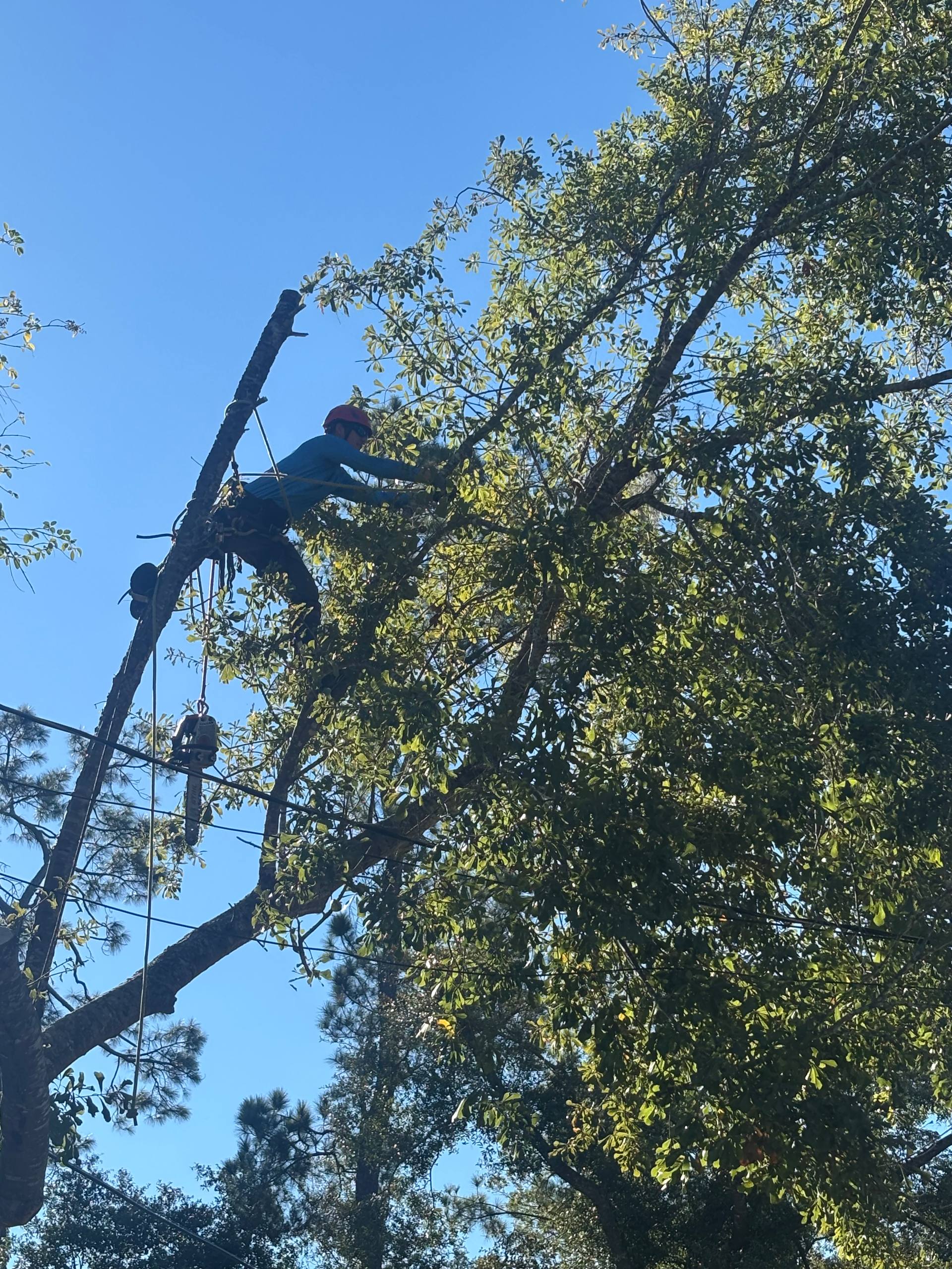 Arborist suspended in harness pruning tree branch in Tallahassee FL