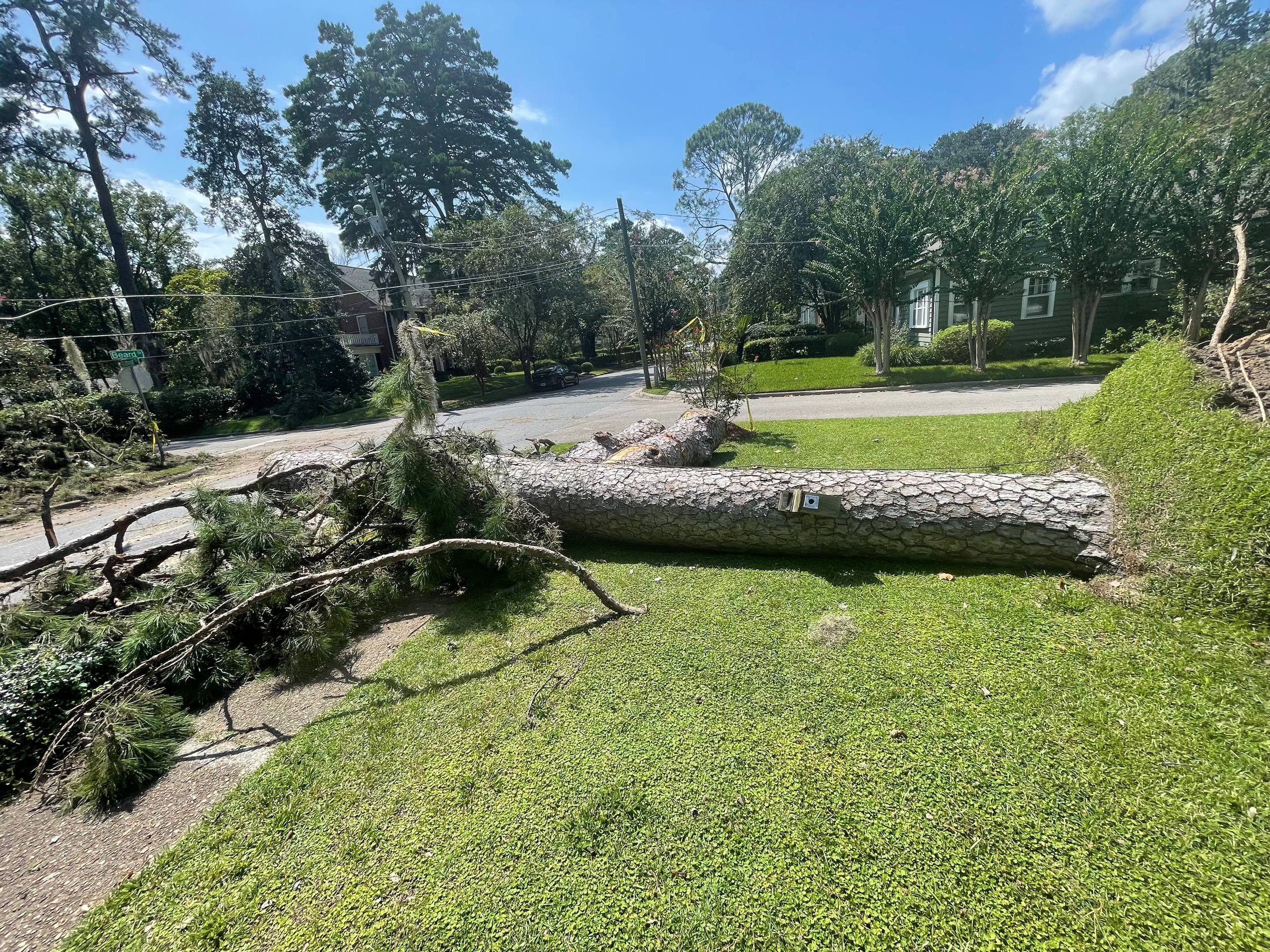 Large tree fallen across residential street after storm in Tallahassee FL