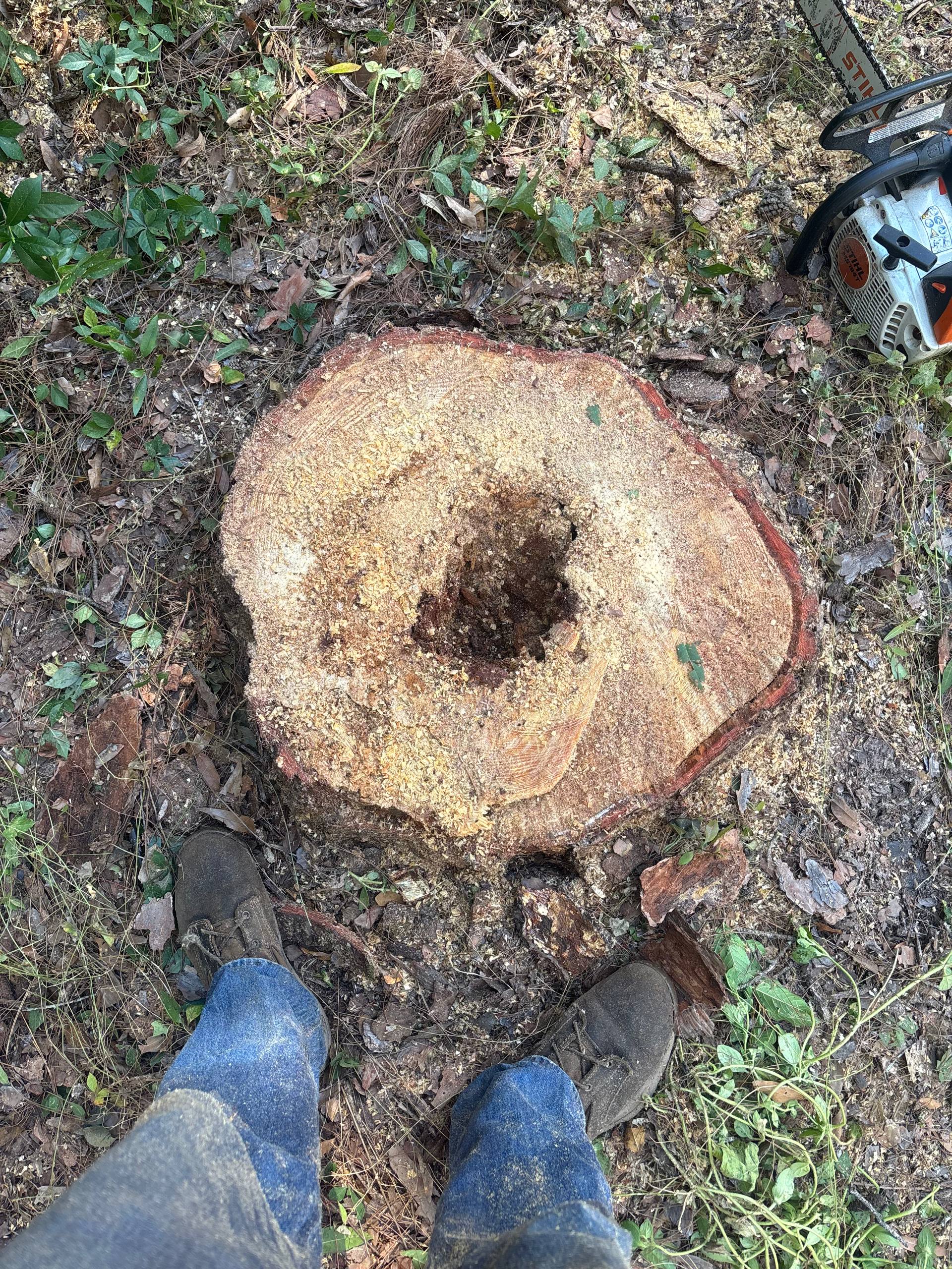 Freshly ground tree stump showing clean finish by Reed Tree Service in Tallahassee FL