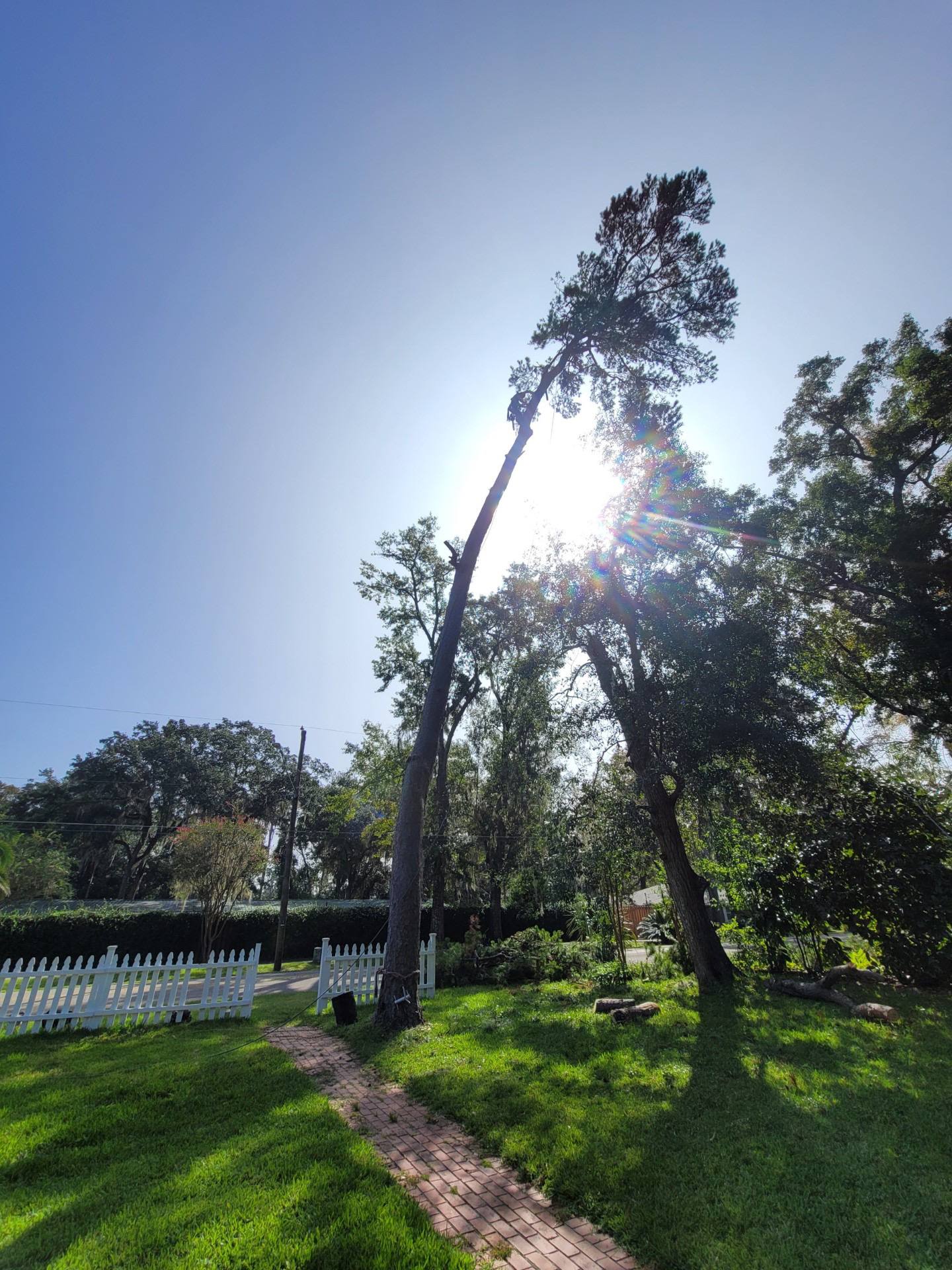 Large tree section being carefully lowered during controlled removal in Tallahassee FL