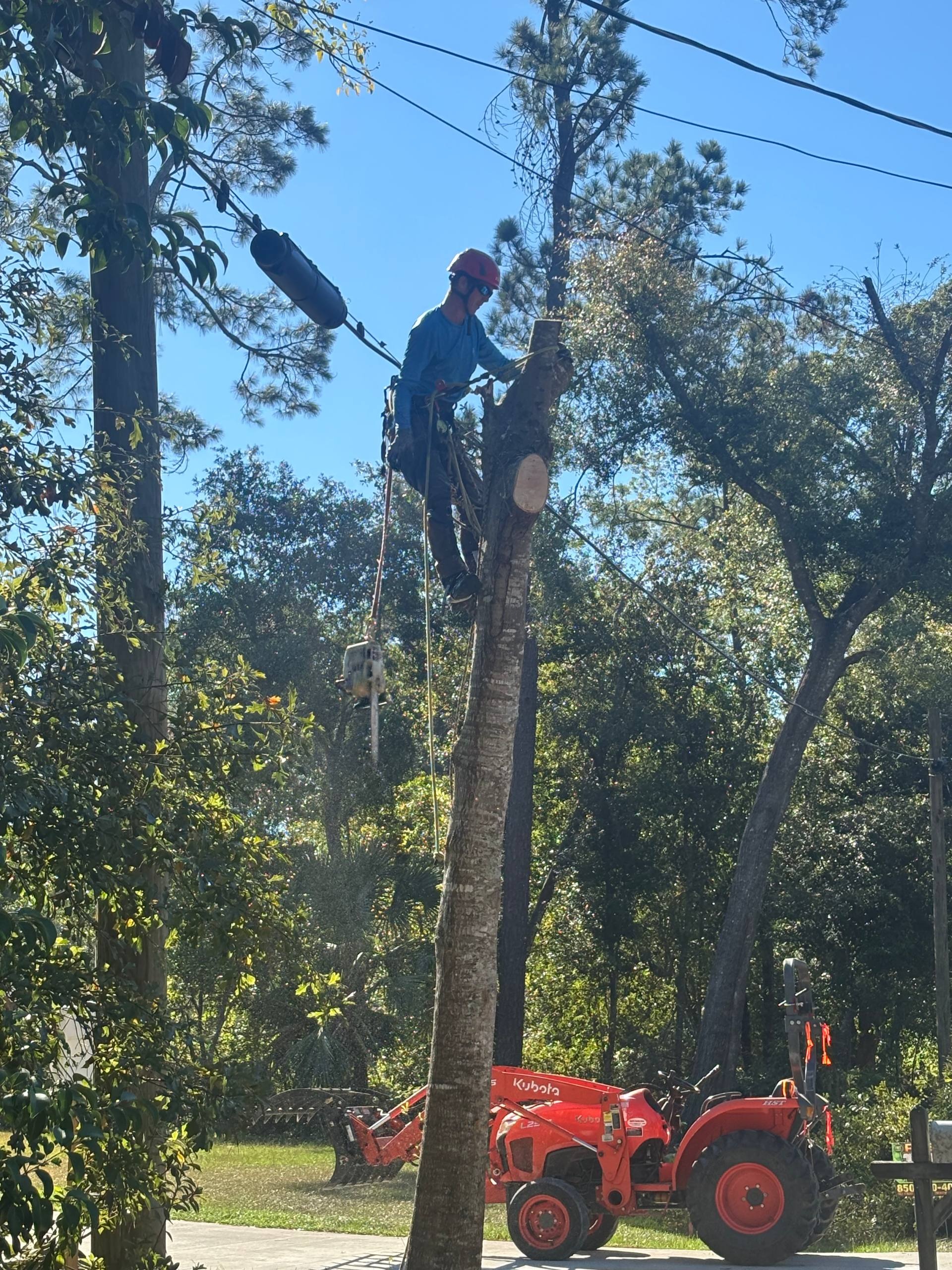 Tree climber cutting a tree down in sections beside a tractor