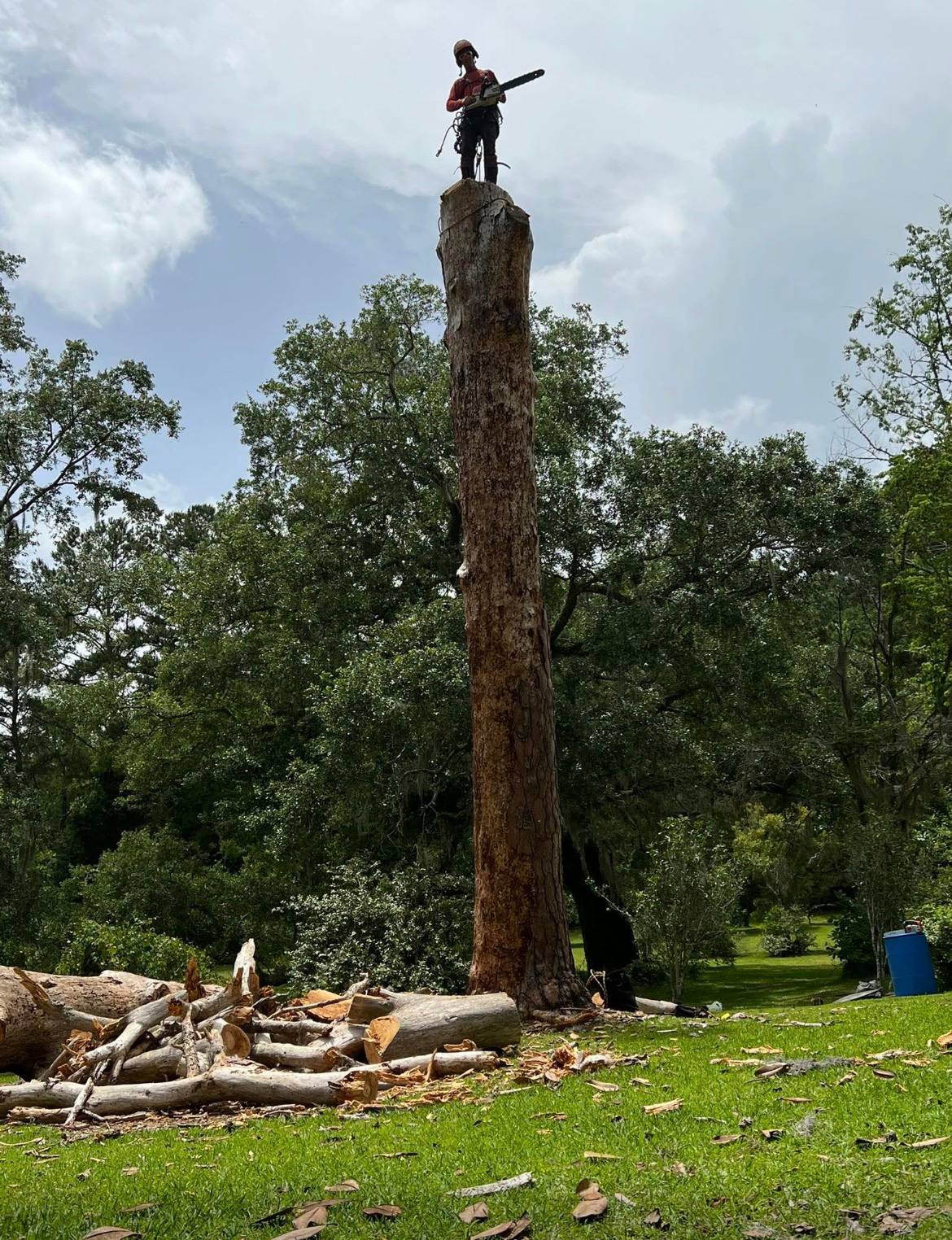 Pine tree removal after beetle infestation in North Florida