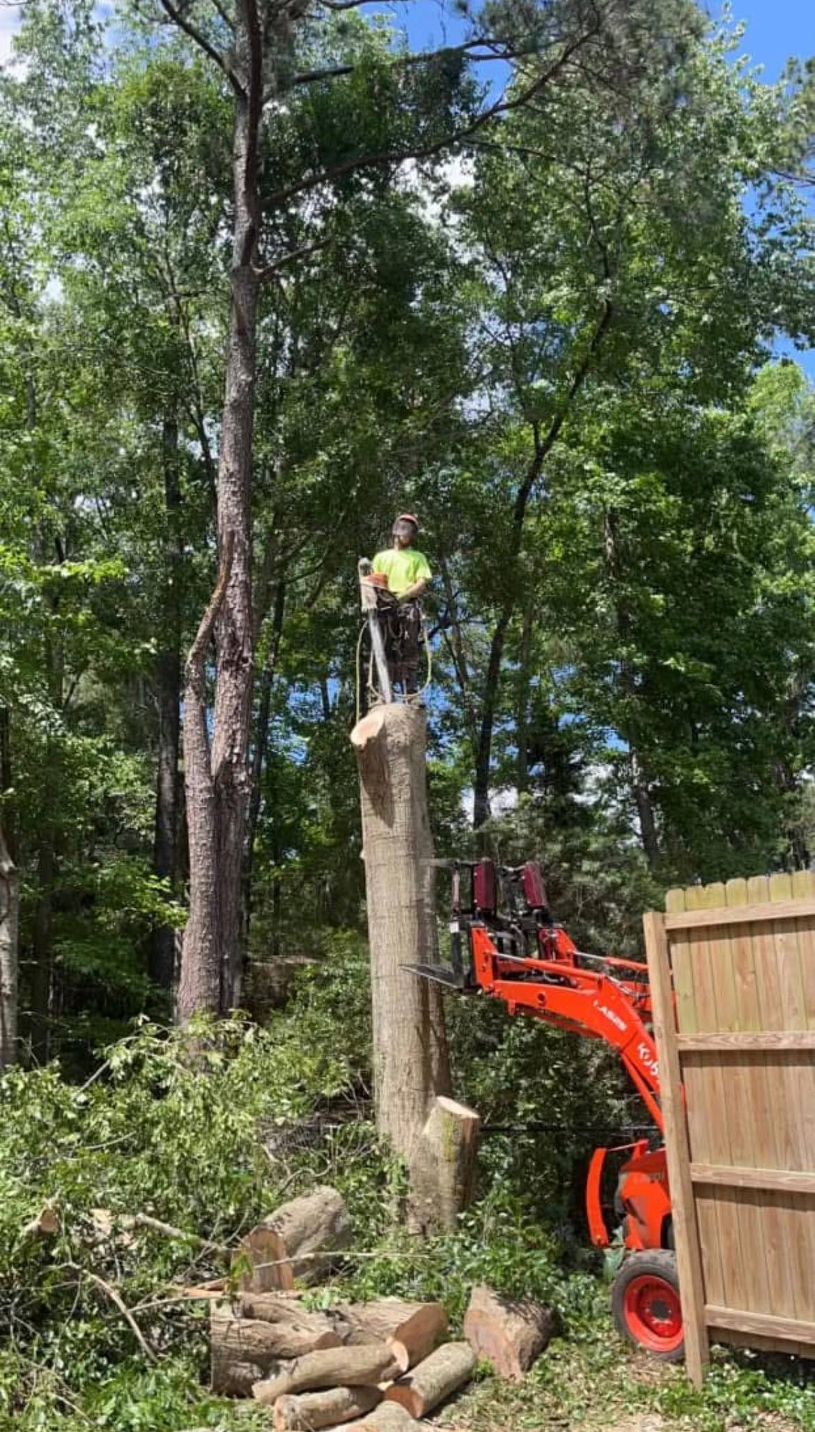 Tree removal service removing invasive trees in Tallahassee North Florida