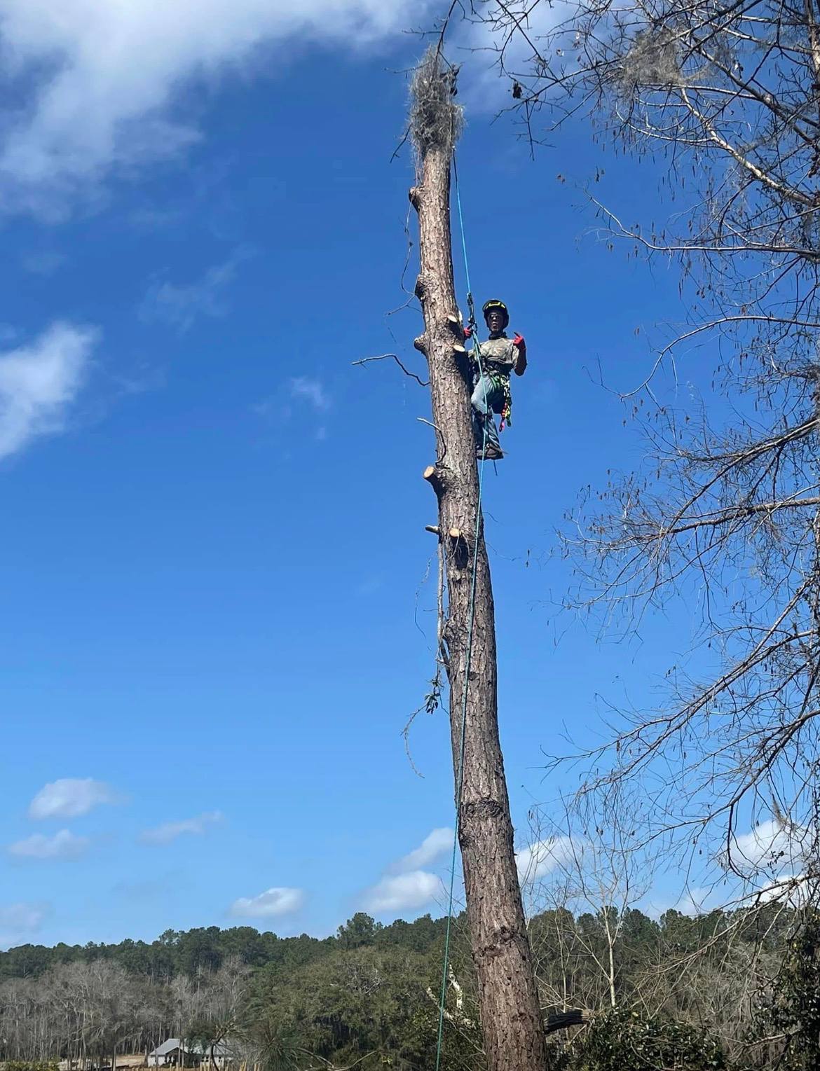 Arborist climbing pine tree